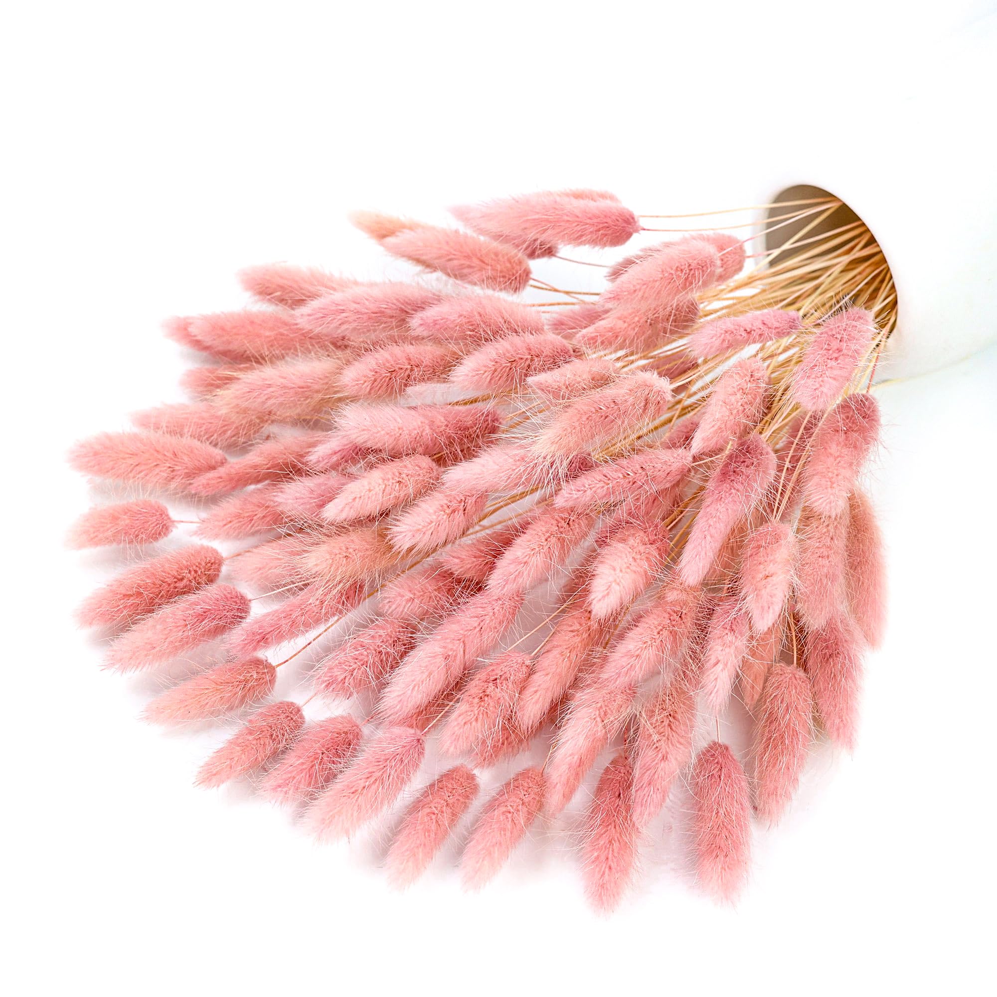 Queues de lapin Pampas séchées - Pampas Grass Decor avis et prix