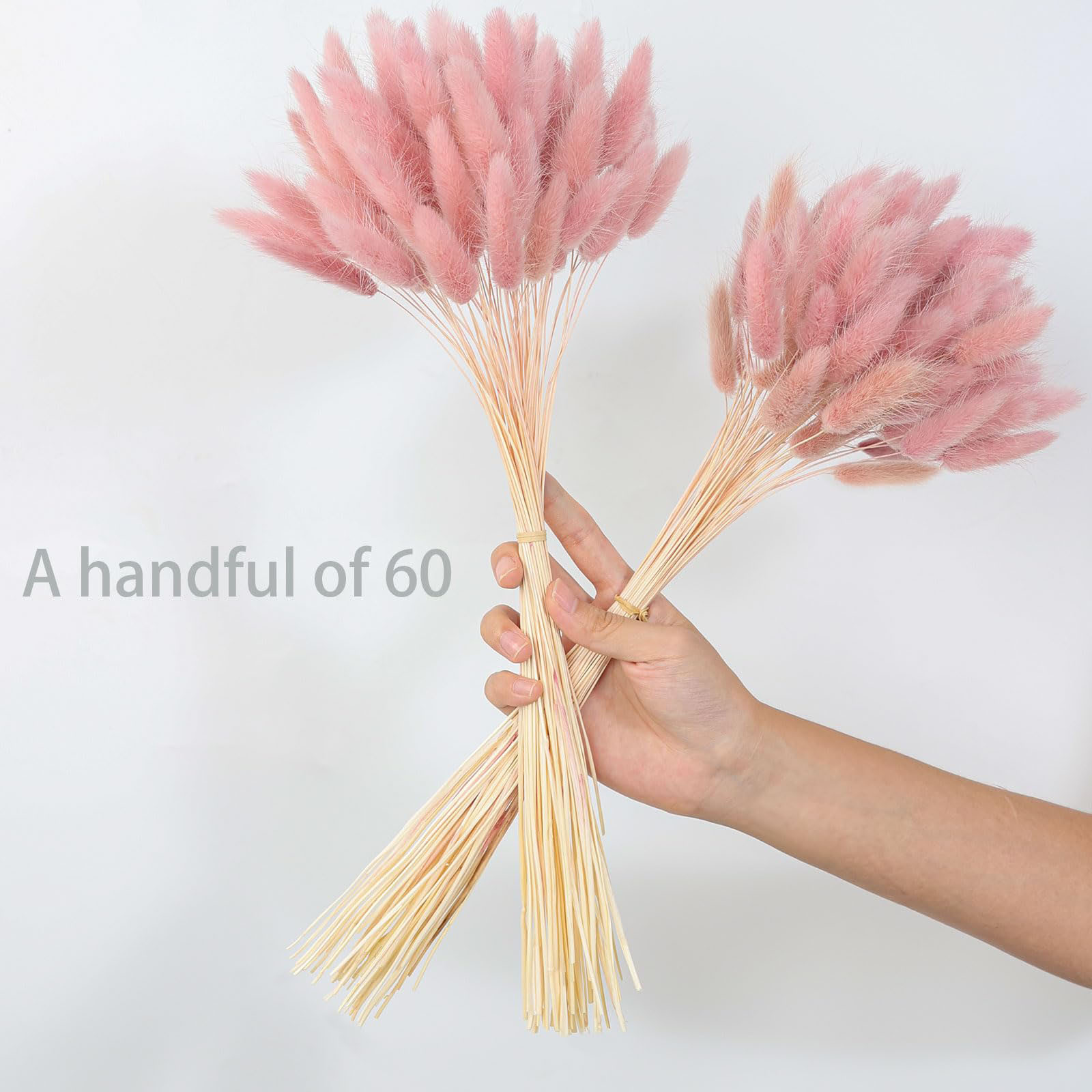 Queues de lapin Pampas séchées - Pampas Grass Decor avis et prix