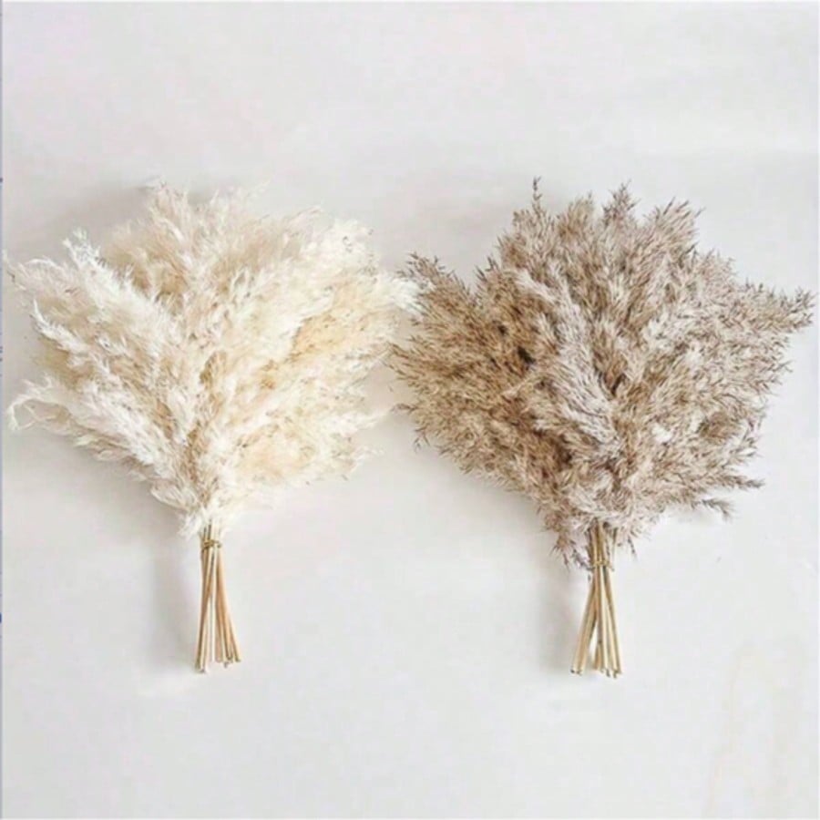10/20/30 pièces d'herbe de pam - Pampas Grass Decor avis et prix