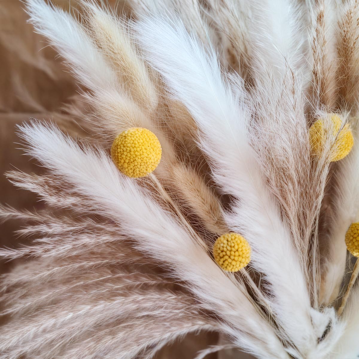 Bouquet d'herbe de la pampa sé - Pampas Grass Decor avis et prix